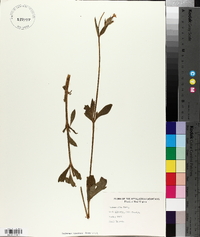 Silene latifolia image