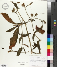 Silene latifolia image