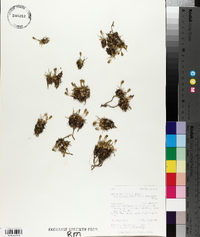 Silene acaulis image