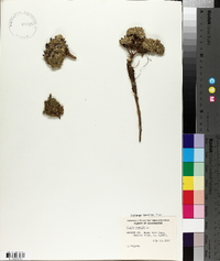 Silene acaulis image