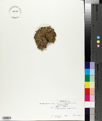 Silene acaulis image