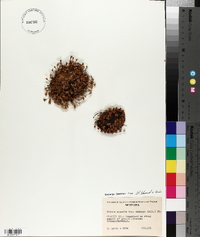 Silene acaulis var. exscapa image