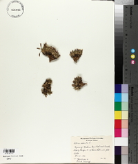 Silene acaulis image