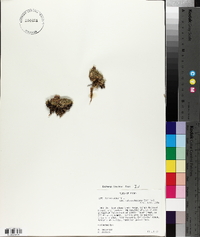 Silene acaulis var. subacaulescens image