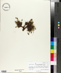 Silene acaulis image