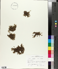 Silene acaulis image