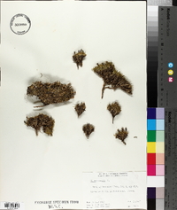 Silene acaulis image