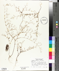 Paronychia baldwinii image