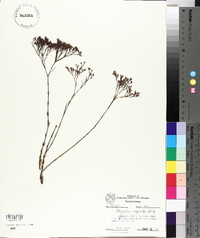 Paronychia virginica image