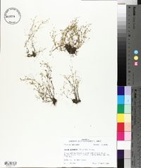 Sagina decumbens image