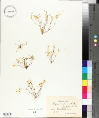 Sagina maritima image