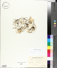 Sagina maritima image
