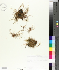 Sagina procumbens image