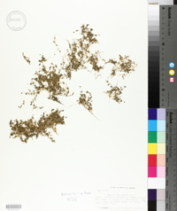 Sagina procumbens image