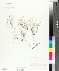 Sagina decumbens image