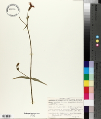 Silene laciniata subsp. laciniata image