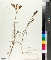 Silene laciniata image