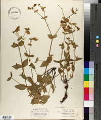 Silene campanulata image