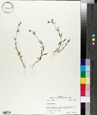 Silene gallica image