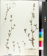 Silene gallica image