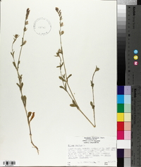 Silene gallica image