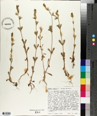 Silene gallica image