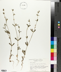 Silene gallica image