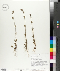 Silene gallica image