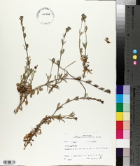 Silene gallica image