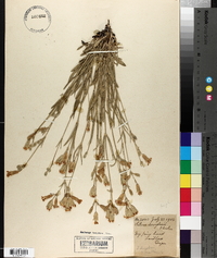 Silene douglasii image