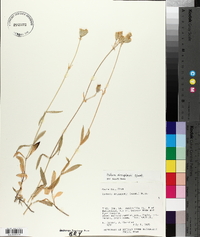Silene douglasii image