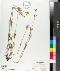 Silene douglasii image