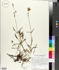 Silene douglasii image