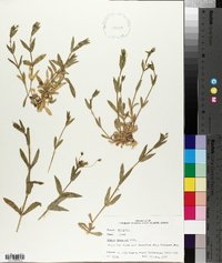 Silene dichotoma image