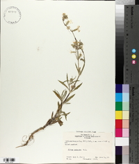 Silene dichotoma image