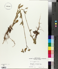 Silene vulgaris image