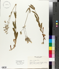 Silene vulgaris image