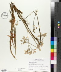 Silene vulgaris image