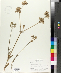 Silene vulgaris image