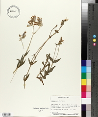 Silene vulgaris image