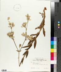 Silene vulgaris image