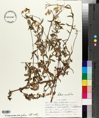 Silene vulgaris image