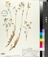 Silene vulgaris image