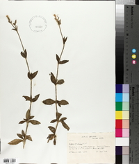 Silene vulgaris image