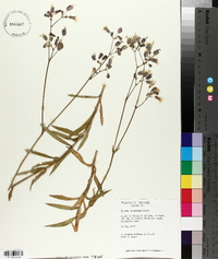 Silene vulgaris image