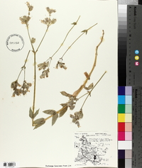 Silene vulgaris image