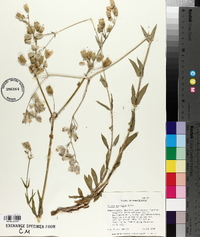 Silene vulgaris image