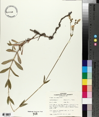 Silene vulgaris image