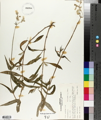 Silene vulgaris image