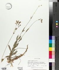 Silene vulgaris image